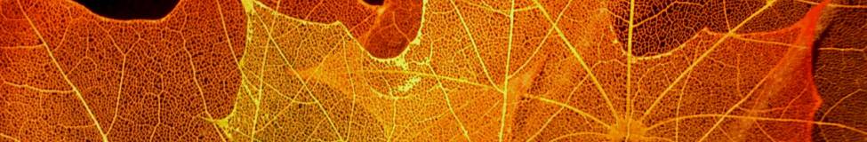 MBA Programs in Canada: Maple Trees, Bacon, and Business Schools?