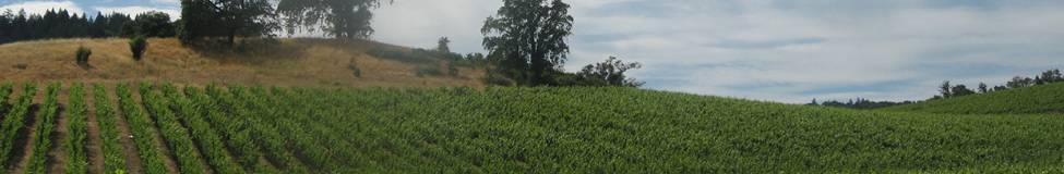 Sonoma State to Launch its Wine Executive MBA Program in Sonoma County