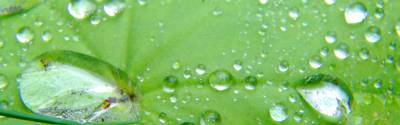 Beyond the Greenwash: MBA Programs for Positive Impact