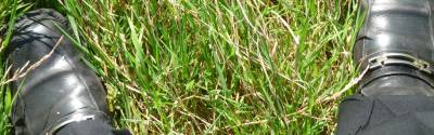 The “Green” MBA: When Sustainability Becomes Mainstream