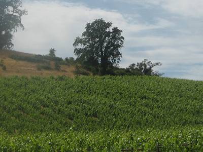 Sonoma State to Launch its Wine Executive MBA Program in Sonoma County
