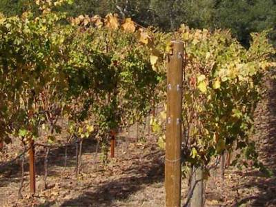 Sonoma State University Announces Hybrid Executive MBA in Wine Business